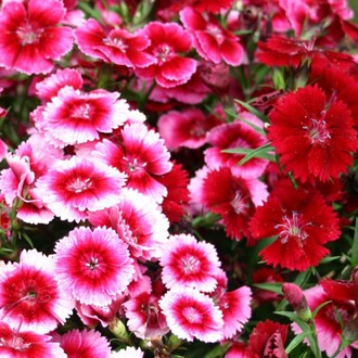 Arzuman - ÇİN KARANFİLİ Tohumu Yerli Dianthus chinensis 100 adet