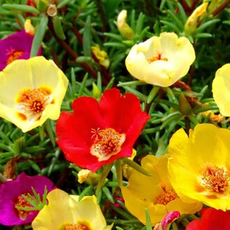 Arzuman - İPEK (Şellaki) Tohumu Yerli Portulaca grandiflora 100 adet