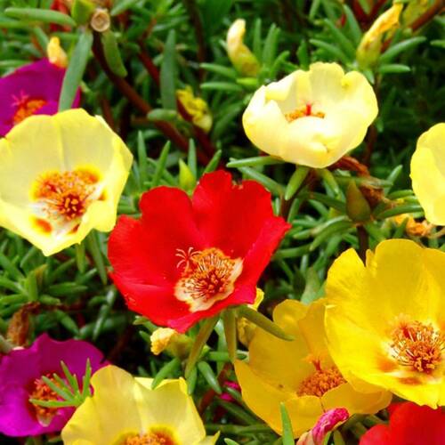 İPEK (Şellaki) Tohumu Yerli Portulaca grandiflora 100 adet