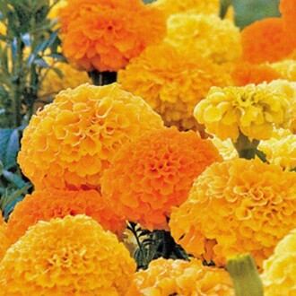 Arzuman - KADİFE Tohumu Yerli Tagetes L. 50 adet