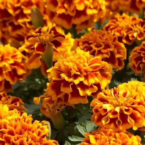 KARAGÖZ Tohumu Yerli Tagetes L. 50 adet