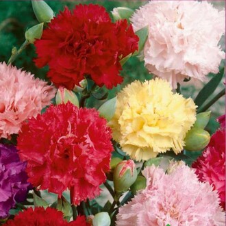 Arzuman - KARANFİL Tohumu Yerli Dianthus caryophyllus 100 adet