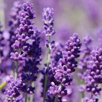 Arzuman - LAVANTA Tohumu Yerli Lavandula 100 adet