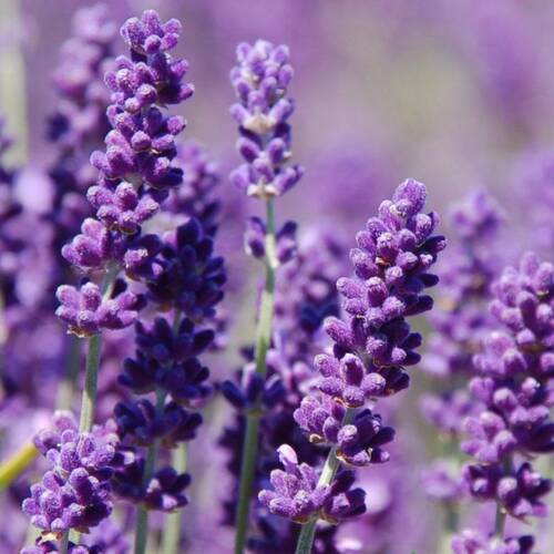 LAVANTA Tohumu Yerli Lavandula 100 adet