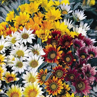 Arzuman - MERAMLI KIZ Tohumu Yerli Gazania splendens 20 adet