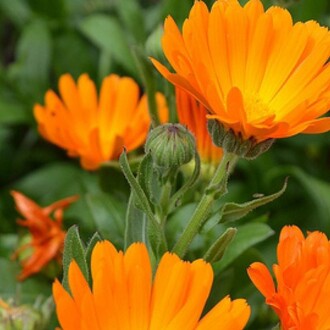 Arzuman - PORTAKAL NERGİSİ /AYNI SEFA Tohumu Yerli Calendula officinalis 30 adet