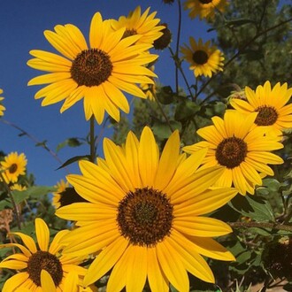 Arzuman - SÜS AYÇİÇEĞİ Tohumu Yerli Helianthus debilisHelianthus debilis 50 adet