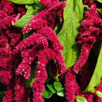 Arzuman - TİLKİ KUYRUĞU Tohumu Yerli Amaranthus caudatus 100 adet