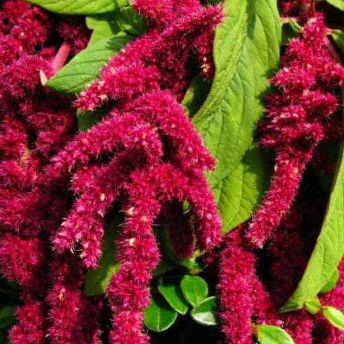 TİLKİ KUYRUĞU Tohumu Yerli Amaranthus caudatus 100 adet